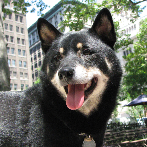 Snick the Dog in Madison Square Park