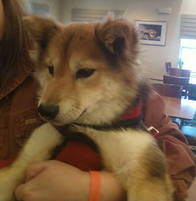 Me & Smokey on adoption day smokey tri-color woolly Shiba Inu