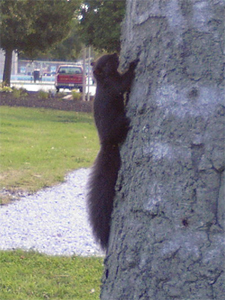 cute black squirrel in Indiana park