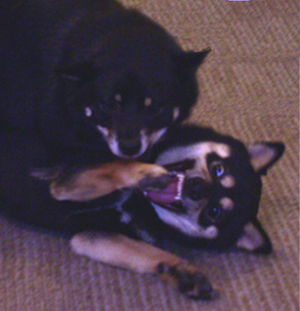 Toshi and Snickers play fighting