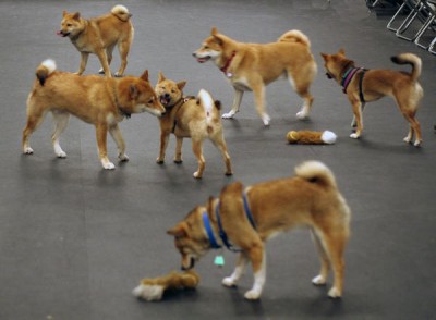 shibas at play