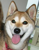 Shayna, Shiba Inu