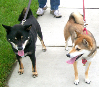 Shay and Snick on a walk