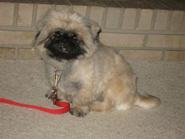 ChuChu, shortly after his adoption, March 2011