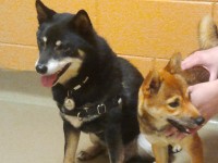 Snick and Zuki shortly after meeting at the shelter