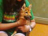 Zuki in Mini Me's lap at the shelter