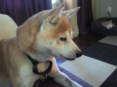 Sasha, a red female Shiba Inu