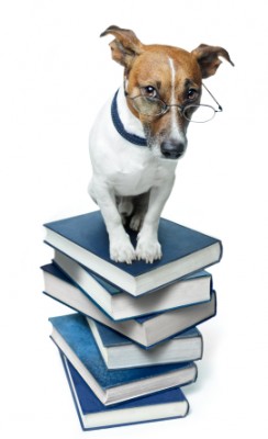 dog on books