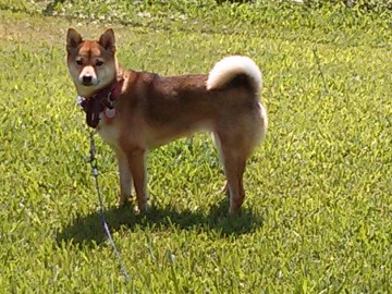 Zuki enjoying the yard safe on her cable